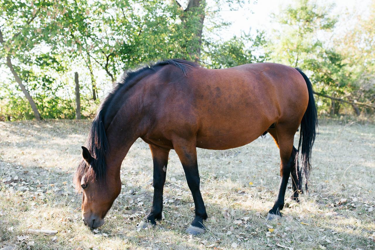 Fermerska Hata Dubno Esterno foto